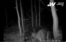 Psy wałęsające się po lesie zagryzły muflona? To coraz większy problem w lasach