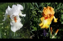 Very Beautiful Flowers Irises on My Homestead