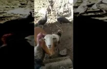 Koza próbuje zakończyć bitwę pomiędzy dwoma indykami