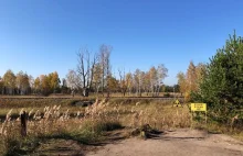 Ukraina. Stado zdziczałych krów w okolicy Czarnobyla