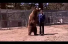 Niedźwiedź zabija człowieka (nie dla wrażliwych)