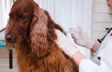 Naukowcy twierdza ze psy i koty wkrotce beda musialy byc szczepione...