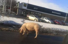 Małopolskie: świnia uciekinierka na spacerze pod McDonaldem