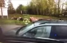 Fińska policja nie cacka się przy pościgu.