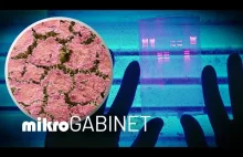 Biofilm – sposób bakterii na uniknięcie antybiotyków