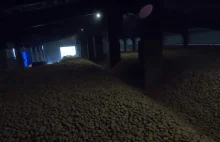 Na zdjęciu znajduje się 1000 ton gnijących ziemniaków, które z uwagi na...