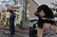 Policjanci zatrzymali 28-latka podejrzanego o wrzucenie psa do kontenera.