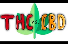 THC vs. CBD: Co znajduje się w konopiach?