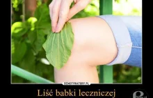 Babka lecznicza