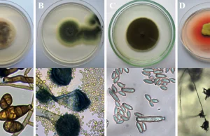 Speleomykologia, czyli grzyby w ekosystemach podziemnych