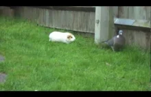 Guinea pigs chase pigeon