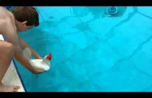 Czy kury potrafią pływać?