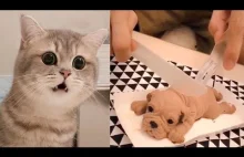 Cat Reaction to Cutting Cake :)