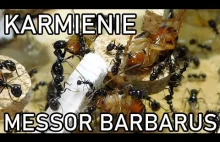 Karmienie mrówek Messor barbarus