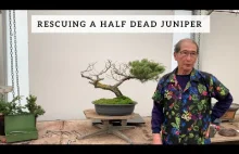 Ratowanie niemal martwego drzewa Bonsai