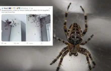 Inwazja setek pająków. Wdzierają się do domów i obsiadają sufity