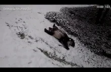 Wielka panda ślizga się i bawi się na śniegu