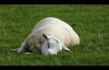 Owce jedzące we śnie