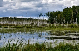 Kopalnia zniszczy "europejską Amazonię" w Polsce? Katastrofa dla przyrody...