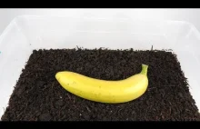 Worms VS Banana. Timelapse