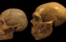 Znaleziono dowody na to, że HOMO SAPIENS krzyżował się z NEANDERTALCZYKAMI