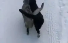 Śnieżną ścieżką spacerują dwa koty