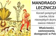 Mandragora - Korzeń potężnych czarów, liście niezwykłych doznań, owoce miłości!