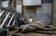 Akcja ratunkowa w zoo w Poznaniu. Słonica walczy o życie