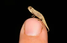 Oto nano-kameleon, czyli naukowcy odkryli najmniejszego gada na świecie -...