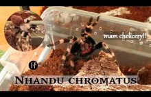 Ptaszniki | Nhandu chromatus - Opis gatunkowy i hodowla