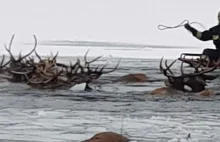 Pod jeleniami załamał się lód. Kilka zwierząt nie żyje