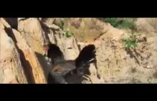 Kura vs. orzeł