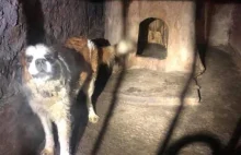 Dramat psów rozgrywał się na plebanii w gminie Grodków
