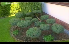 Pruning Juniperus squamata 'Blue Carpet'.Jałowiec łuskowaty przycinanie.