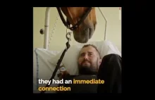 Empatyczny koń
