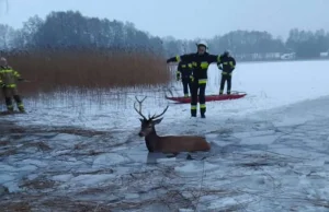 Tragedia stada jeleni na jeziorze. Sprawa w prokuraturze