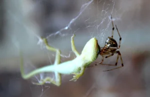 Rozwiązano tajemnicę, jak pająki chwytają ofiary 50 razy cięższe od siebie.