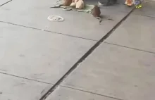 Jak bezdomny udomowił szczury