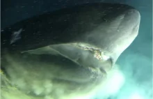 W pobliżu Bahamów zaobserwowano rekina niespotykanej wielkości