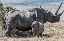 W 2020 w Kenii pierwszy raz od 20 lat nie został zabity żaden nosorożec!