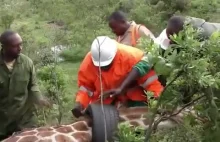 Żyrafa uratowana po tym, jak opona utknęła jej na szyi