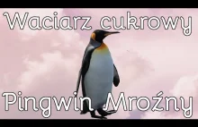 Waciarz cukrowy Pingwin Mroźny