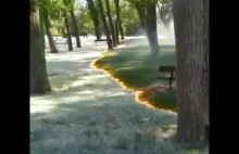 Podpalone nasiona w parku