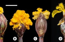 Nowo opisany gatunek grzyba naśladującego kwiaty