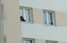 Wystawił psa na parapet na 9. piętrze i zamknął okno