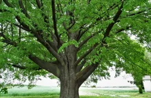 European Tree of the Year – Lipa św. Jana Nepomucena
