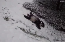 Dwie pandy cieszą się swoim pierwszym śniegiem