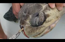 Usuwanie plastikowej słomki z żółwiego nosa.