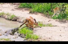 Impala wpadła z deszczu pod rynnę.