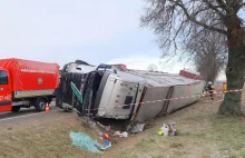 Wielkopolska: ciężarówka przewożąca 170 świń wpadła do rowu